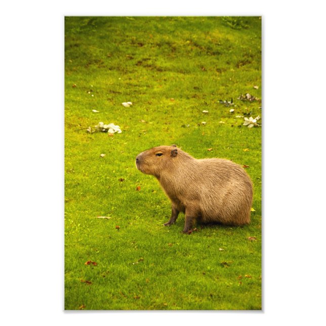 Capybara Photo Print (Front)