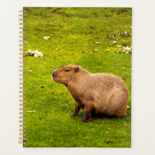 Capybara Planner