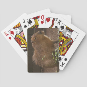 Capybara Poker Cards