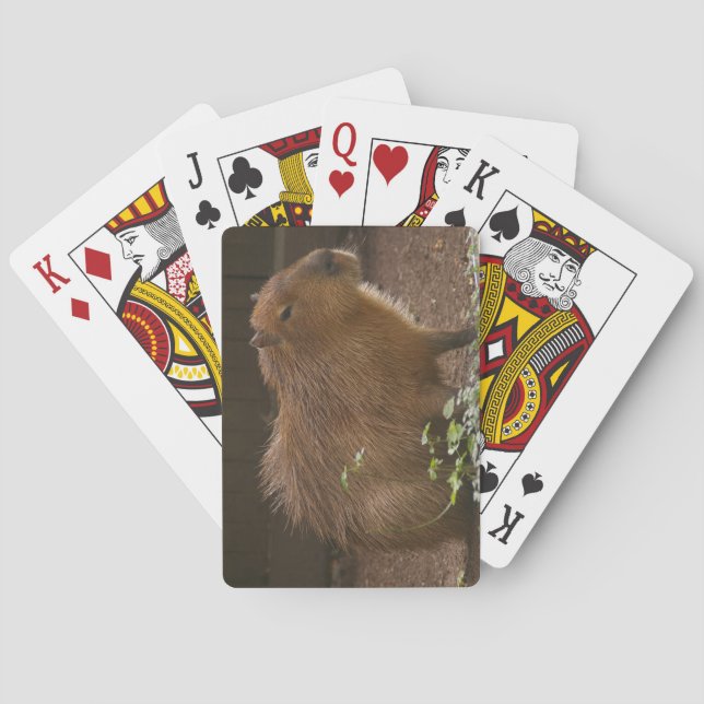 Capybara Poker Cards (Back)