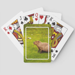 Capybara Poker Cards