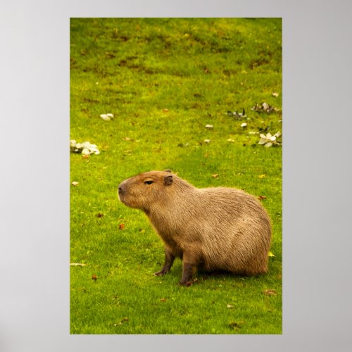 Capybara Poster