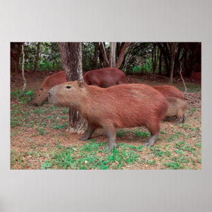 Capybara Poster