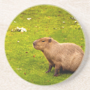 Capybara Sandstone Coaster