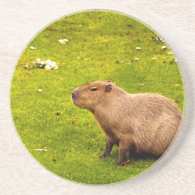 Capybara Sandstone Coaster (Front)
