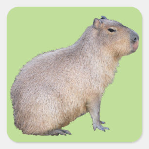 Capybara Square Sticker