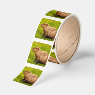Capybara Square Sticker