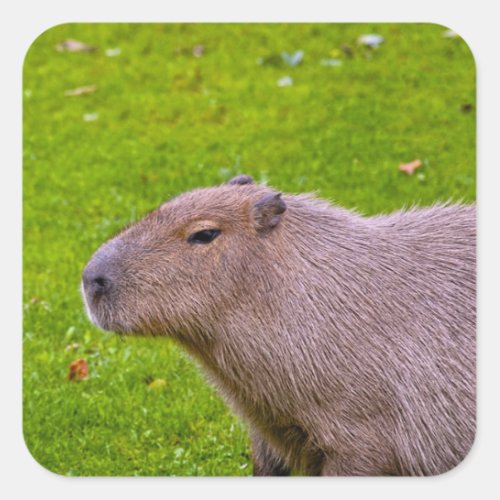 Capybara Sticker