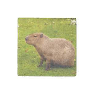 Capybara Stone Magnet