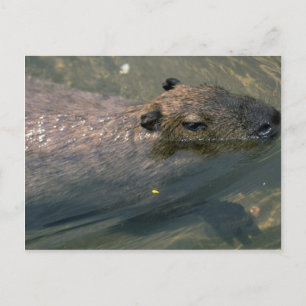 Capybara swimming postcard