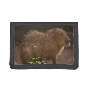 Capybara Tri-fold Wallet