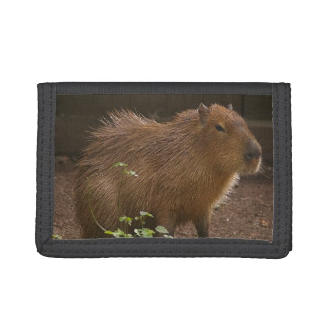 Capybara Tri-fold Wallet (Front)