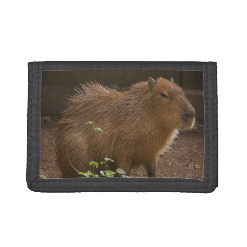 Capybara Trifold Wallet