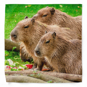 Capybara Trio Bandana