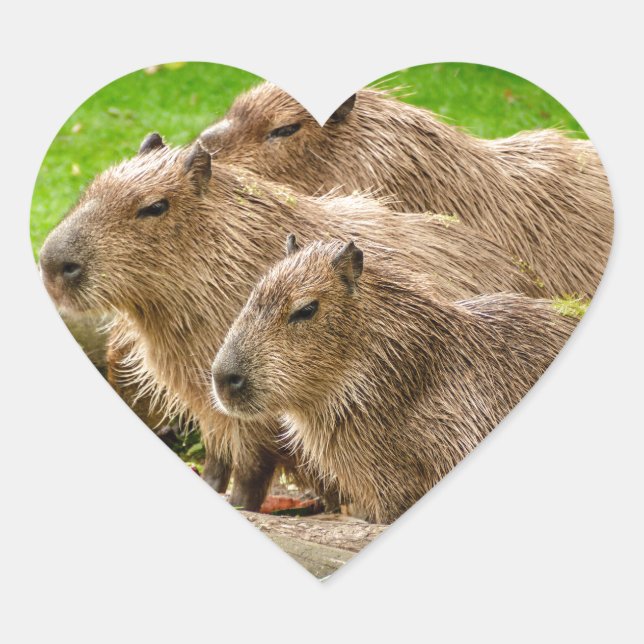 Capybara Trio Heart Sticker (Front)