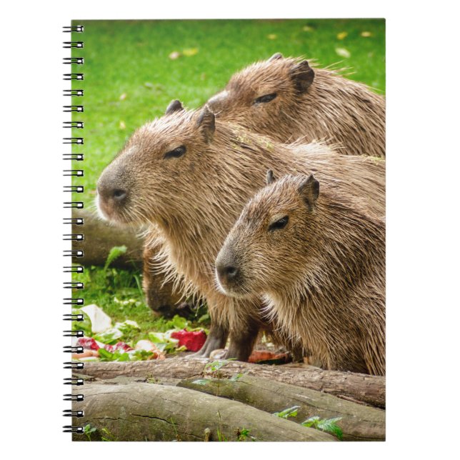 Capybara Trio Notebook (Front)