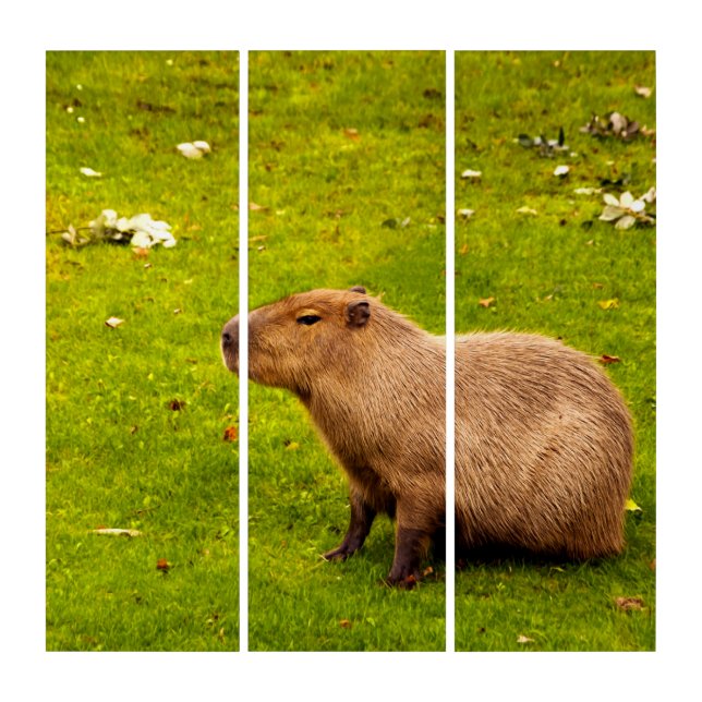 Capybara Triptych (Front)