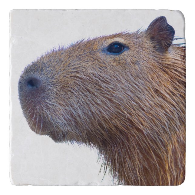 Capybara Trivet (Front)