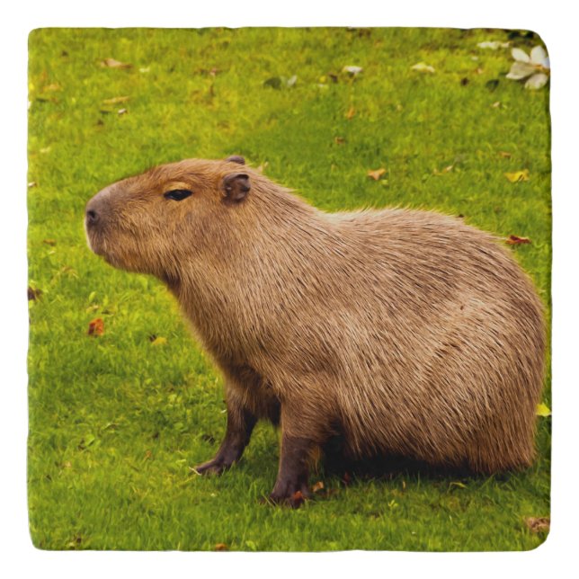 Capybara Trivet (Front)