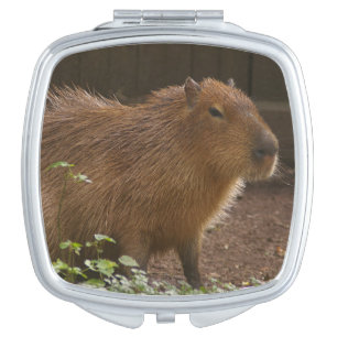 Capybara Vanity Mirror