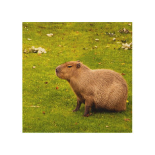 Capybara Wood Wall Art
