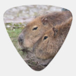 Capybarahs Guitar Pick at Zazzle