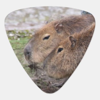 Capybarahs Guitar Pick by MehrFarbeImLeben at Zazzle