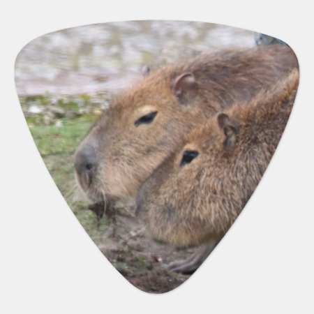 Capybarahs Guitar Pick