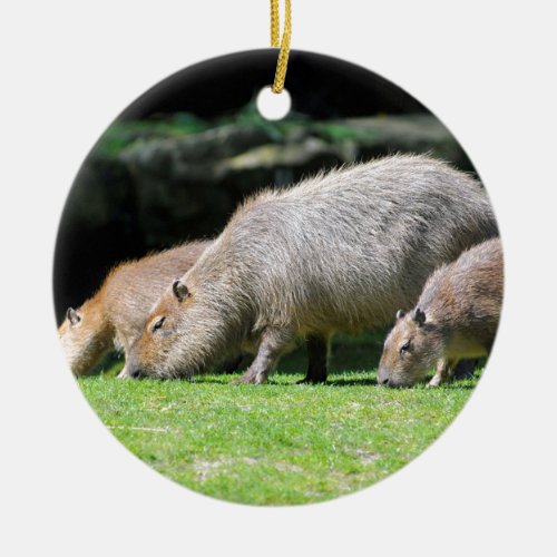 Capybaras grazing ceramic ornament