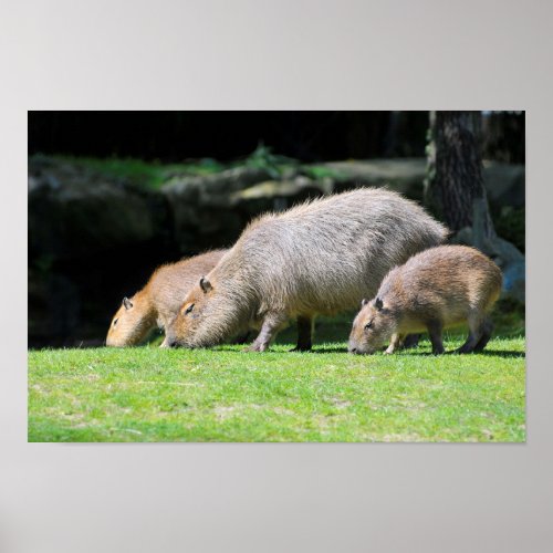 Capybaras grazing poster