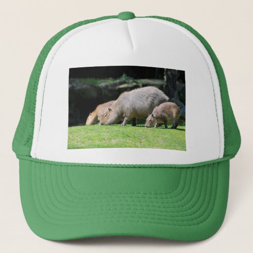 Capybaras grazing trucker hat