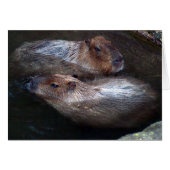 Capybaras in water (Front Horizontal)