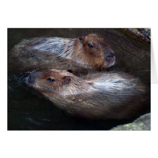 Capybaras in water cards