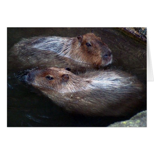 Capybaras in water cards (Front Horizontal)