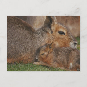 Capybaras Postcard