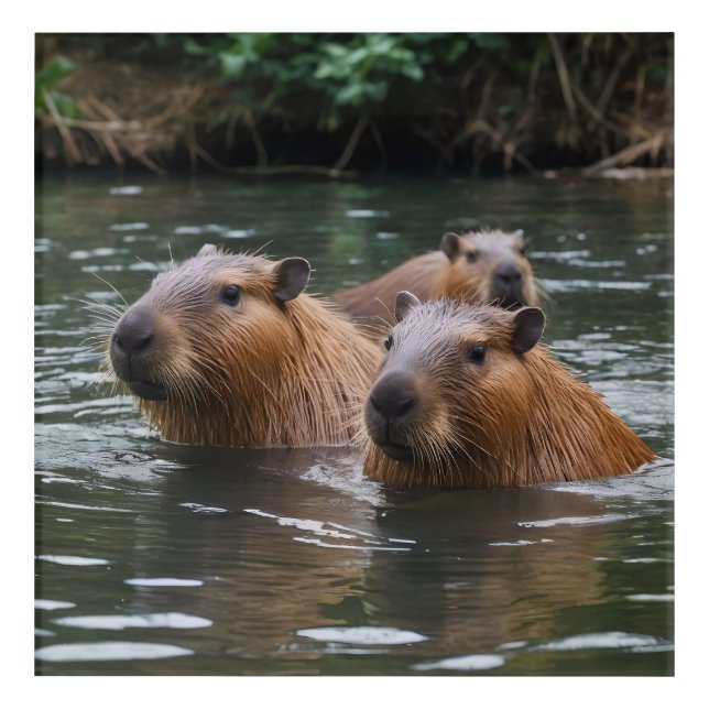 Capybaras' Swimming In The River,  Acrylic Print (Front)