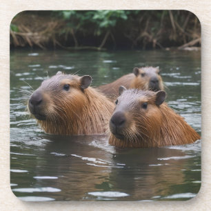 Capybaras' Swimming In The River,  Beverage Coaster