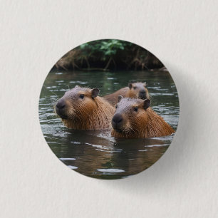 Capybaras' Swimming In The River, Button