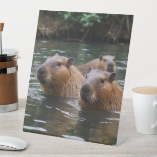 Capybaras' Swimming In The River, Pedestal Sign