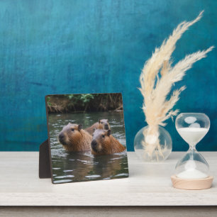 Capybaras' Swimming In The River,  Plaque