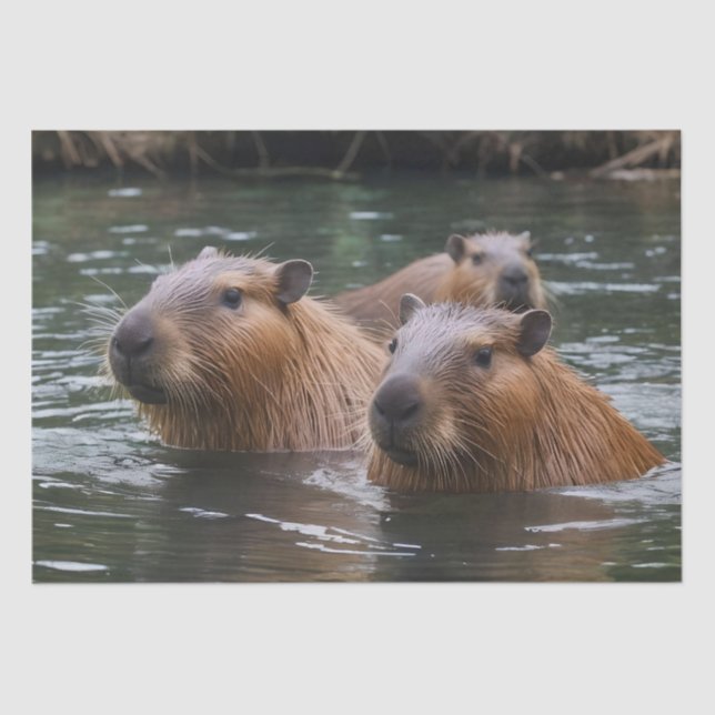 Capybaras' Swimming In The River,  Tissue Paper (Front)