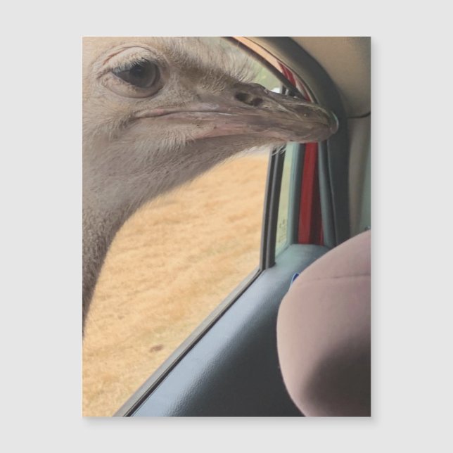 Car Ostrich Magnet (Front)