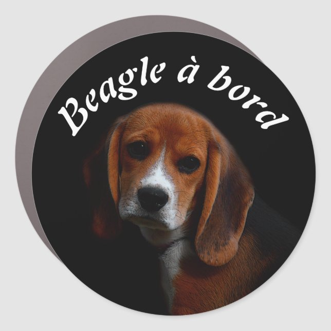 Car store "Beagle on board" Car Magnet (Front)