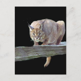 Caracal Cat Crouching Postcard