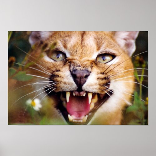 Caracal Hissing Poster