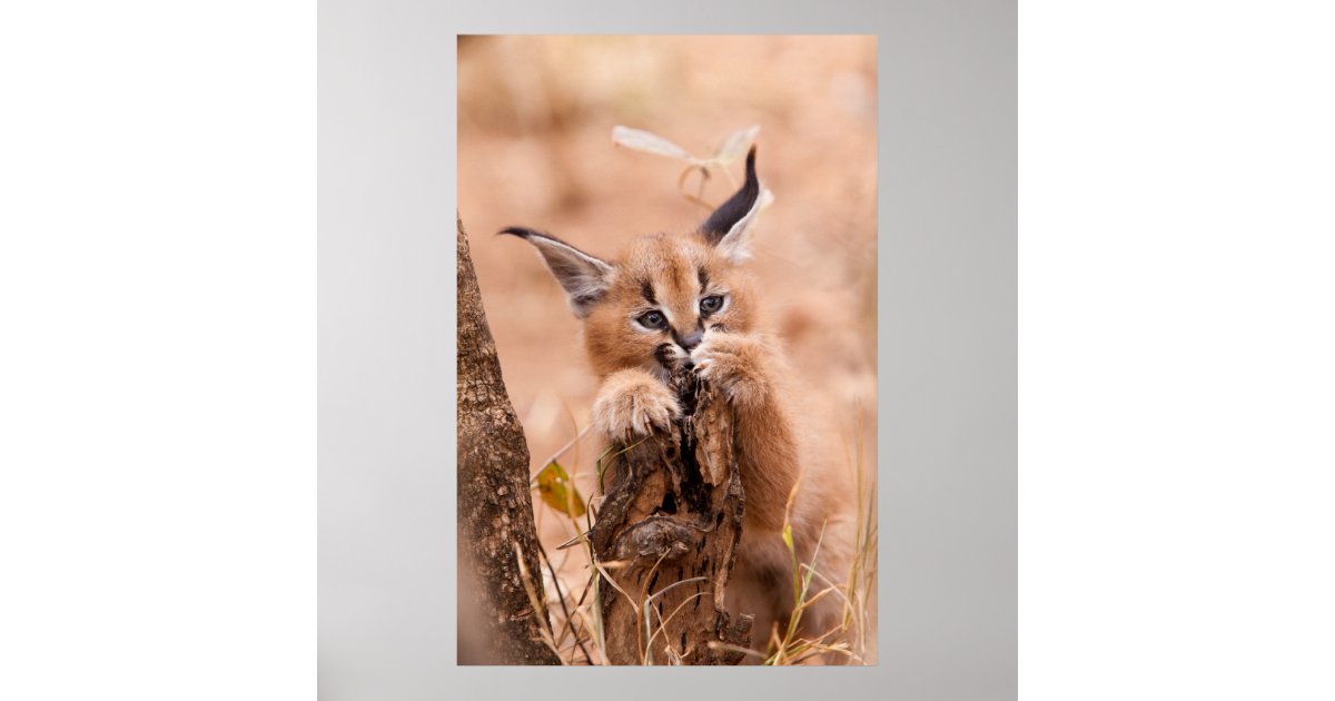 Caracal Cat One | Art Board Print