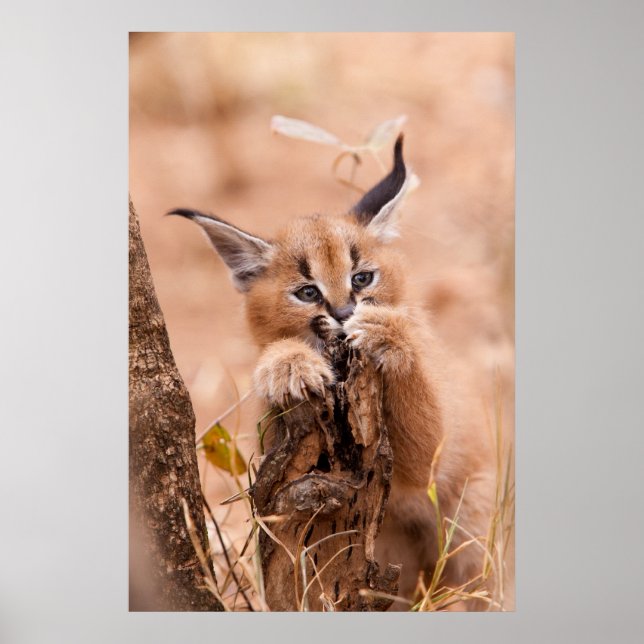Caracal Kitten Poster (Front)