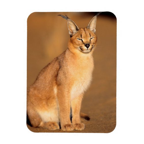 Caracal portrait Harnas Private Reserve Magnet