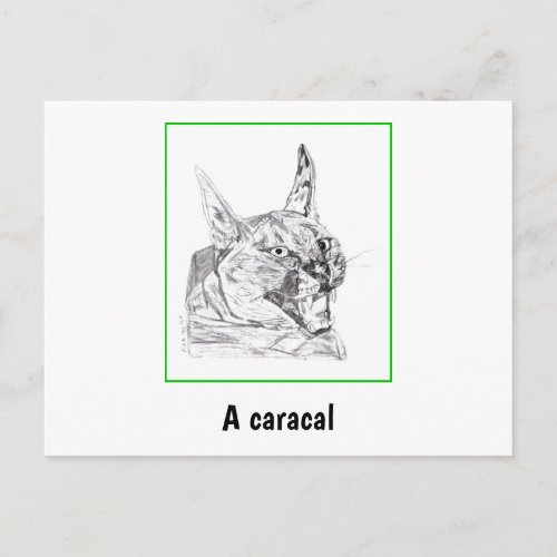Caracal Postcard