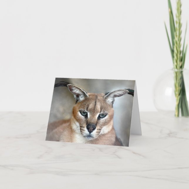 Caracal Wild Cat Note card (Front)
